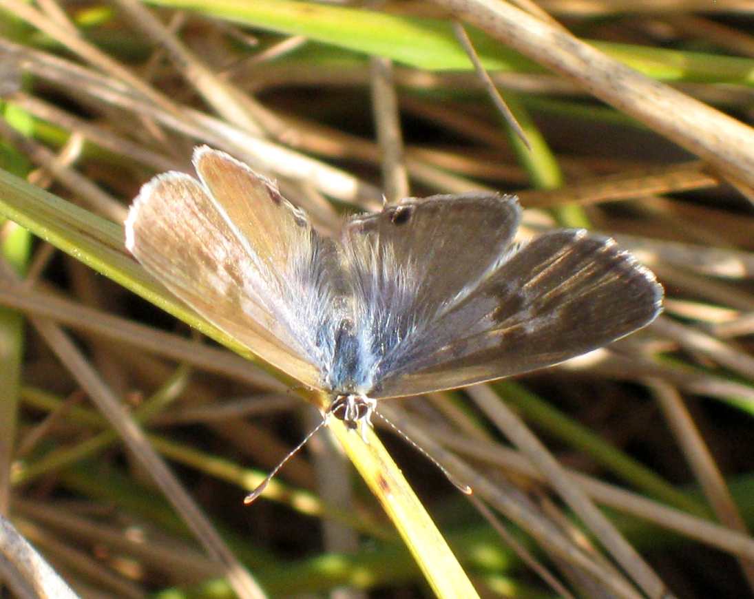 Leptotes pirithous Leptotes pirithous